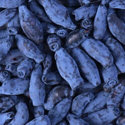 Honeyberry 7 Honeyberry -You Garden 310034 3