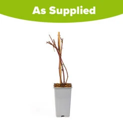 Tayberry -You Garden 310062 2