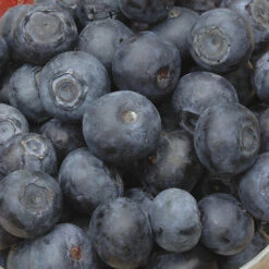 Blueberry Collection With Decorative Pots -You Garden 310082 2