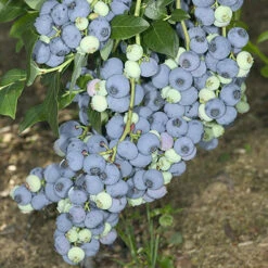 Blueberry Collection With Decorative Pots -You Garden 310082 3