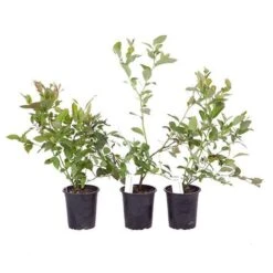 Blueberry Collection With Decorative Pots -You Garden 310082 6