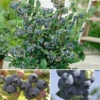 The Complete Blueberry Growing Kit