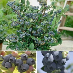 The Complete Blueberry Growing Kit