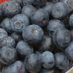 The Complete Blueberry Growing Kit -You Garden 310083 3