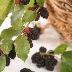 Morus Rotundiloba 'Mojoberry' Dwarf Mulberry -You Garden 310092 2