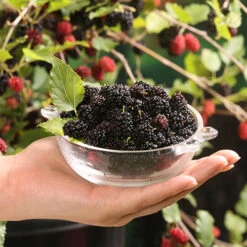 Morus Rotundiloba 'Mojoberry' Dwarf Mulberry -You Garden 310092 3