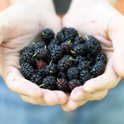 Morus Rotundiloba 'Mojoberry' Dwarf Mulberry -You Garden 310092 4