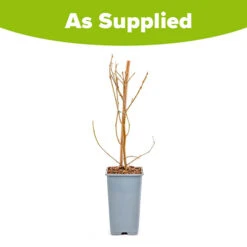 Morus Rotundiloba 'Mojoberry' Dwarf Mulberry -You Garden 310092 8