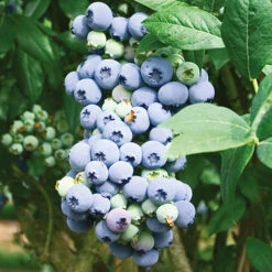 Blueberry Vaccinium (early Season)