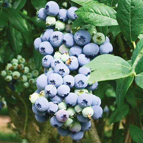 Blueberry Vaccinium (early Season) 1 Blueberry Vaccinium (early Season)