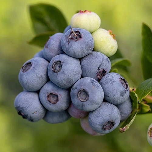 Blueberry Vaccinium (early Season) 2 Blueberry Vaccinium (early Season) - Image 2