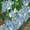 Blueberry Vaccinium (mid Season)