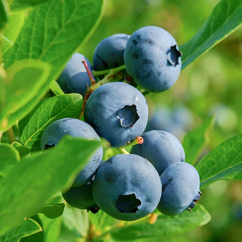 Blueberry Vaccinium (mid Season) 2 Blueberry Vaccinium (mid Season) - Image 2