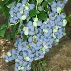 Complete Blueberry Vaccinium Kit -You Garden 310123 2