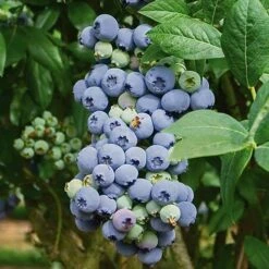 Complete Blueberry Vaccinium Kit -You Garden 310123 3