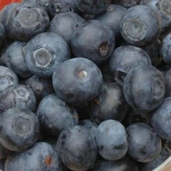 Complete Blueberry Vaccinium Kit -You Garden 310123 4