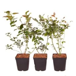 Complete Blueberry Vaccinium Kit -You Garden 310123 5