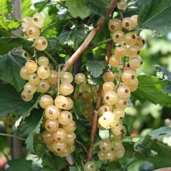 Currant 'Summer Pearls' Collection 7 Currant 'Summer Pearls' Collection -You Garden 310170 2