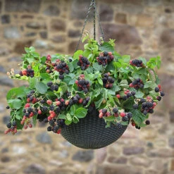Set Of 3 Trailing Blackberry 'Black Cascade'