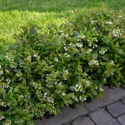 Blueberry BerryBux -You Garden 310186 2