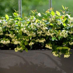 Blueberry BerryBux -You Garden 310186 3