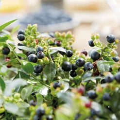 Blueberry BerryBux -You Garden 310186 5