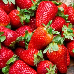 Everbearer Strawberry 'Sweet Summer' 5 Everbearer Strawberry 'Sweet Summer' -You Garden 320070 2