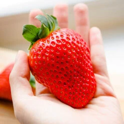 Strawberry 'Sweet Colossus' -You Garden 320074 2