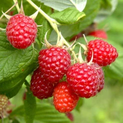 Raspberry Long-Cane