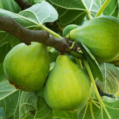 Hardy Fig 'Brown Turkey' -You Garden 340029 6