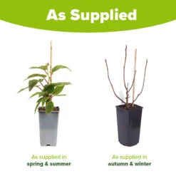 Hardy Fig 'Brown Turkey' -You Garden 340029 7