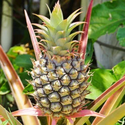 Edible Indoor Pineapple Plant - Ananas Comosus. -You Garden 340031 2