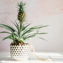 Edible Indoor Pineapple Plant - Ananas Comosus. -You Garden 340031 4