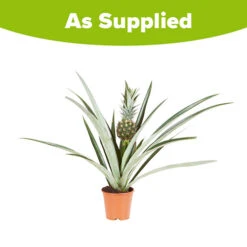 Edible Indoor Pineapple Plant - Ananas Comosus. -You Garden 340031 5