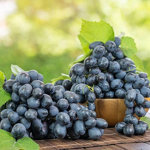 Red Grape Vine 2 Red Grape Vine - Image 2