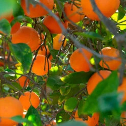 Blood Orange Citrus 6 Blood Orange Citrus -You Garden 340042 2