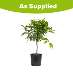 Blood Orange Citrus 7 Blood Orange Citrus -You Garden 340042 3