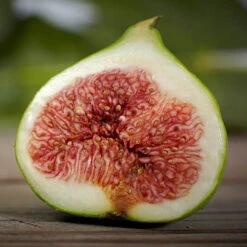 Fig 'Brown Turkey' Standard 9 Fig 'Brown Turkey' Standard -You Garden 340057 3