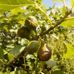 Fig 'Brown Turkey' Standard 10 Fig 'Brown Turkey' Standard -You Garden 340057 4