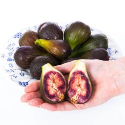 Fig 'Brown Turkey' Standard 11 Fig 'Brown Turkey' Standard -You Garden 340057 5