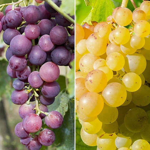 Pair Of Table Grape Vines 1 Pair Of Table Grape Vines