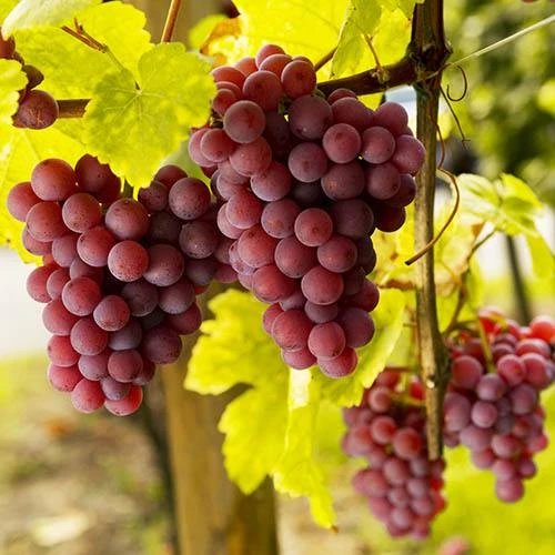 Pair Of Table Grape Vines 2 Pair Of Table Grape Vines - Image 2