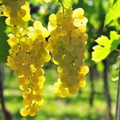 Pair Of Table Grape Vines 11 Pair Of Table Grape Vines -You Garden 340070 2