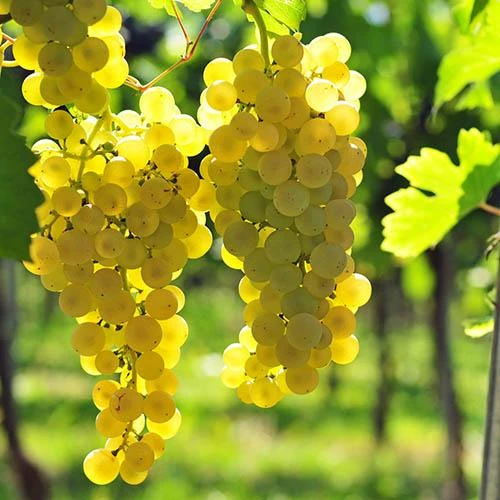 Pair Of Table Grape Vines 3 Pair Of Table Grape Vines - Image 3