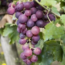 Pair Of Table Grape Vines 12 Pair Of Table Grape Vines -You Garden 340070 3