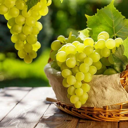 Pair Of Table Grape Vines 7 Pair Of Table Grape Vines - Image 7