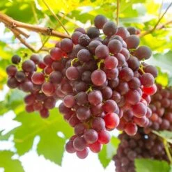 Pair Of Table Grape Vines 16 Pair Of Table Grape Vines -You Garden 340070 7