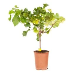 Pair Of Table Grape Vines 17 Pair Of Table Grape Vines -You Garden 340070 8