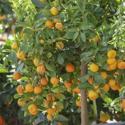 Orange And Lemon Tree Collection -You Garden 340073 2