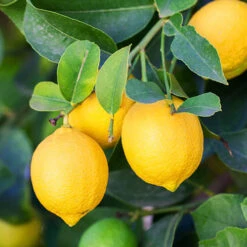 Orange And Lemon Tree Collection -You Garden 340073 3